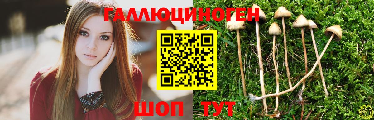 Галлюциногенные грибы Psilocybe  Вход с VPN  Горно-Алтайск  Псилоцибиновые грибы ЛСД 