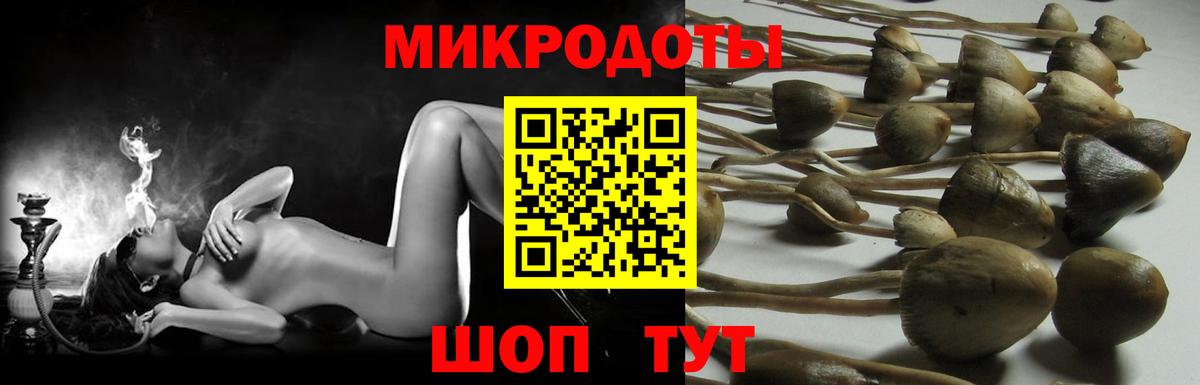Псилоцибиновые грибы Psilocybine cubensis Горно-Алтайск